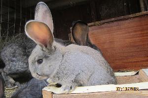 Кролики пород фландр, серый великан Село Буздяк